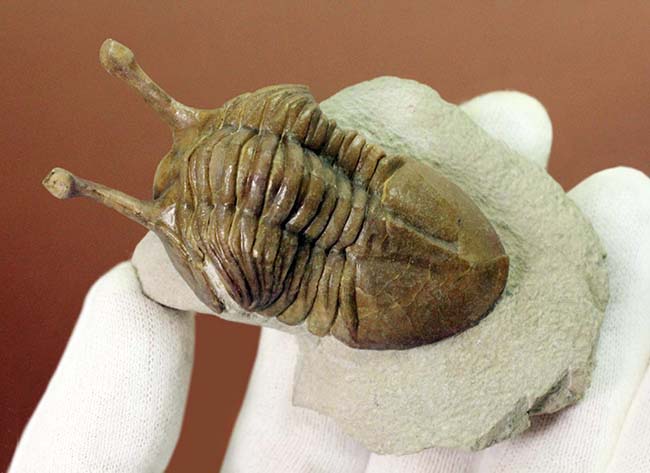 眼の長さが際立ったポーズにご注目!ロシア産のアサフス属の三葉虫のなかで最も人気のあるコワレフスキー(Asaphus kowalewski)(その6)