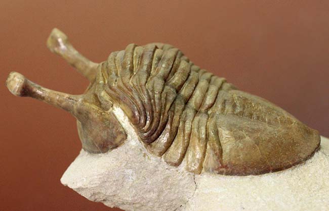 眼の長さが際立ったポーズにご注目!ロシア産のアサフス属の三葉虫のなかで最も人気のあるコワレフスキー(Asaphus kowalewski)(その7)