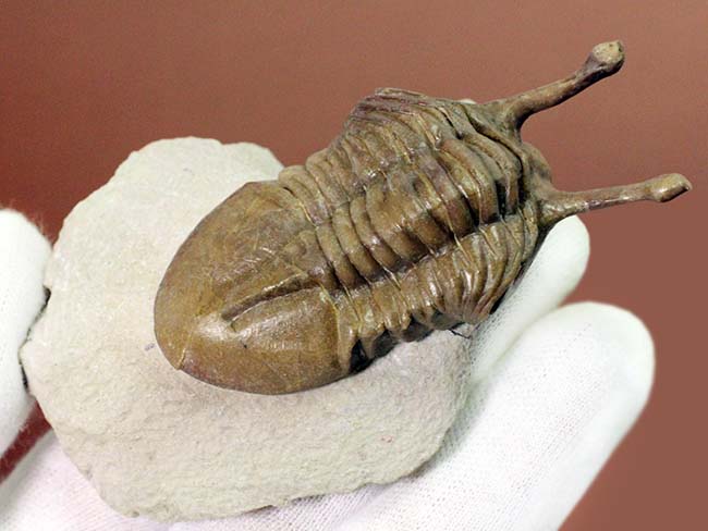 眼の長さが際立ったポーズにご注目!ロシア産のアサフス属の三葉虫のなかで最も人気のあるコワレフスキー(Asaphus kowalewski)(その8)