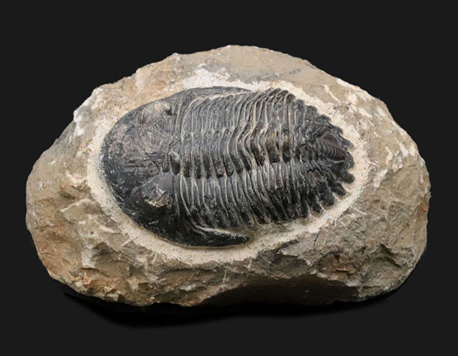 モロッコを代表する三葉虫、メタカンティナの化石の化石（その1）