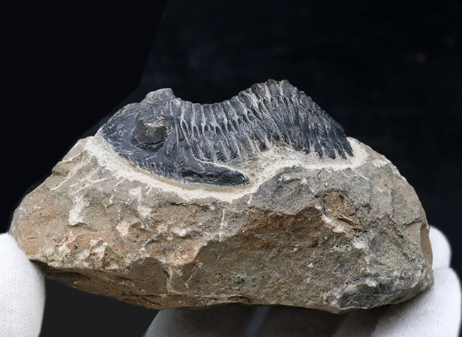 モロッコを代表する三葉虫、メタカンティナの化石の化石（その10）