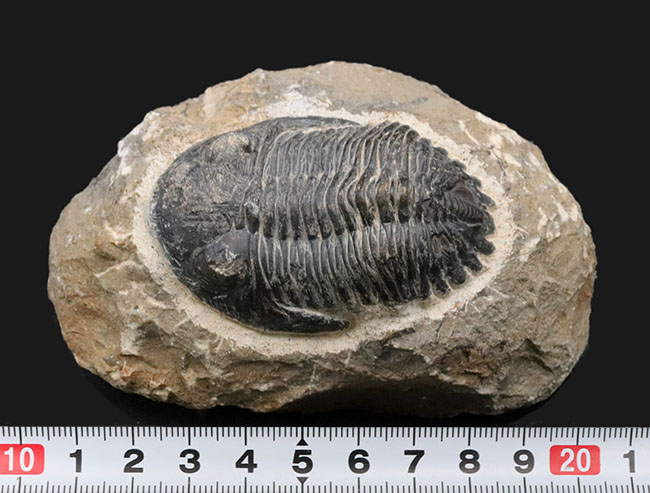 モロッコを代表する三葉虫、メタカンティナの化石の化石（その12）