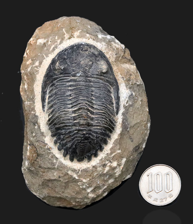 モロッコを代表する三葉虫、メタカンティナの化石の化石（その13）