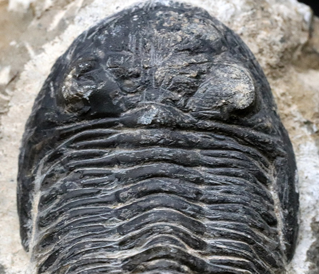 モロッコを代表する三葉虫、メタカンティナの化石の化石（その3）