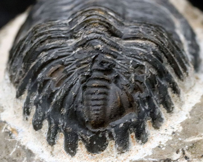 モロッコを代表する三葉虫、メタカンティナの化石 三葉虫 販売