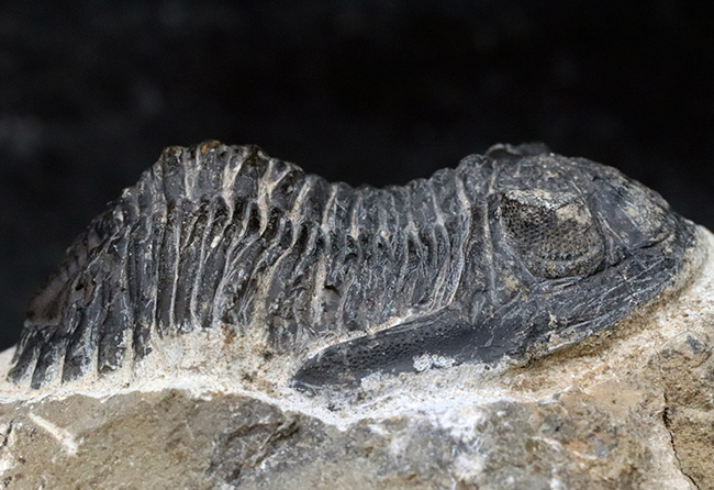 モロッコを代表する三葉虫、メタカンティナの化石の化石（その6）
