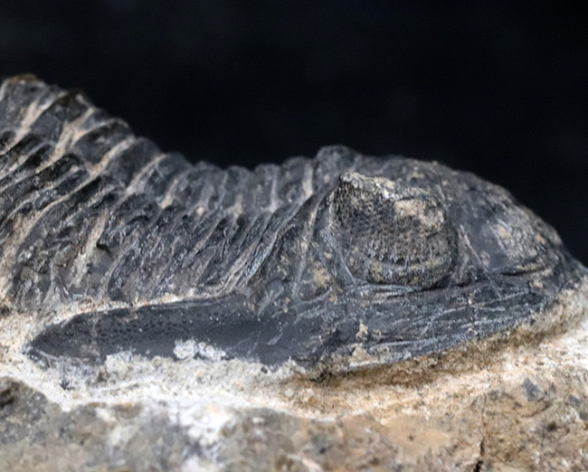 モロッコを代表する三葉虫、メタカンティナの化石の化石（その7）