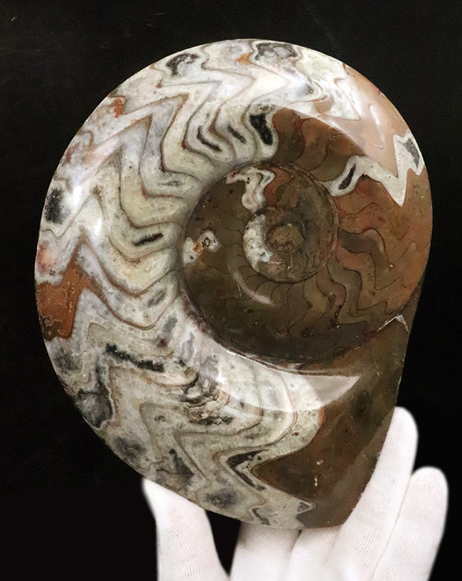 ゴニアタイト(Goniatite)の美麗な大判標本(その1)
