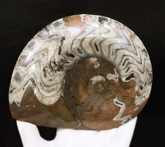 ゴニアタイト(Goniatite)の美麗な大判標本(その2)