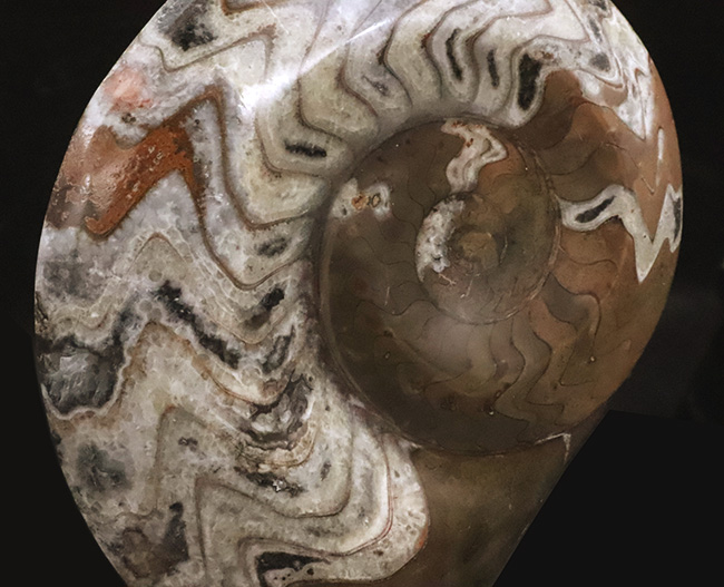 ゴニアタイト(Goniatite)の美麗な大判標本(その3)