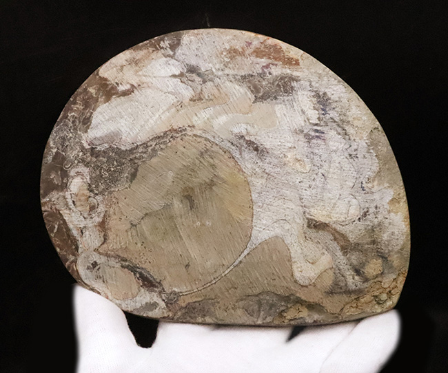 ゴニアタイト(Goniatite)の美麗な大判標本(その5)
