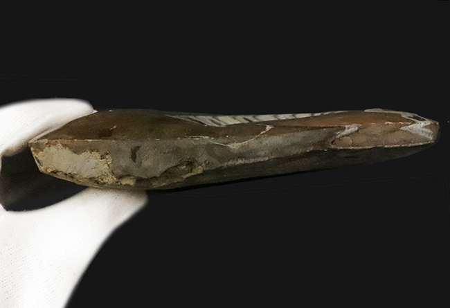 ゴニアタイト(Goniatite)の美麗な大判標本(その6)
