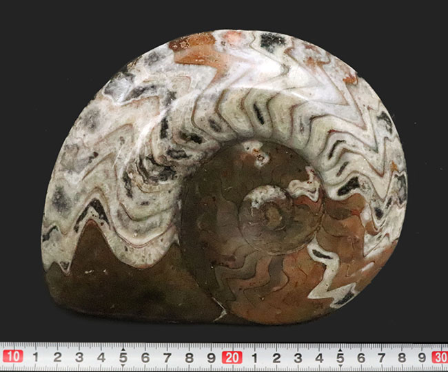 ゴニアタイト(Goniatite)の美麗な大判標本(その7)