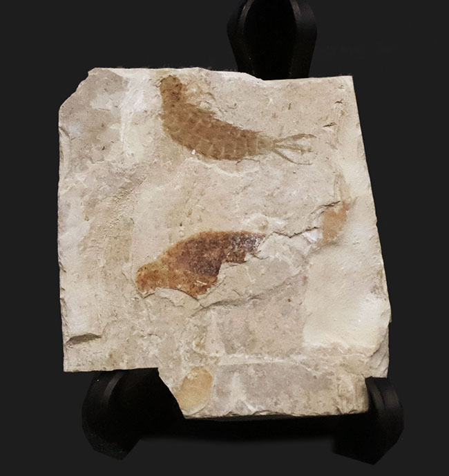 輪郭が明瞭に保存された、白亜紀前期のカゲロウの幼虫（Ephemeropsis）の化石（その1）