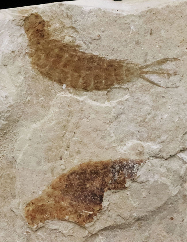 輪郭が明瞭に保存された、白亜紀前期のカゲロウの幼虫（Ephemeropsis）の化石（その2）