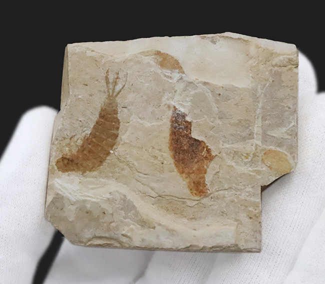 輪郭が明瞭に保存された、白亜紀前期のカゲロウの幼虫（Ephemeropsis）の化石（その3）