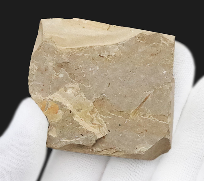 輪郭が明瞭に保存された、白亜紀前期のカゲロウの幼虫（Ephemeropsis）の化石（その4）