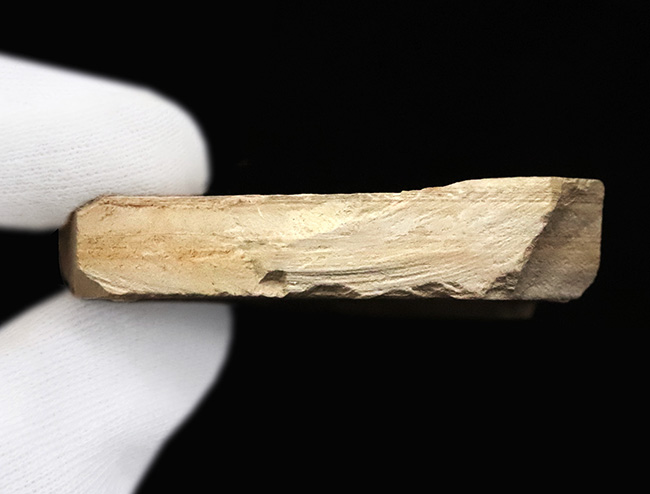 輪郭が明瞭に保存された、白亜紀前期のカゲロウの幼虫（Ephemeropsis）の化石（その5）