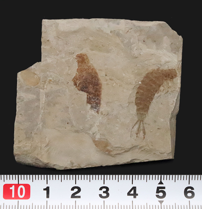 輪郭が明瞭に保存された、白亜紀前期のカゲロウの幼虫（Ephemeropsis）の化石（その6）