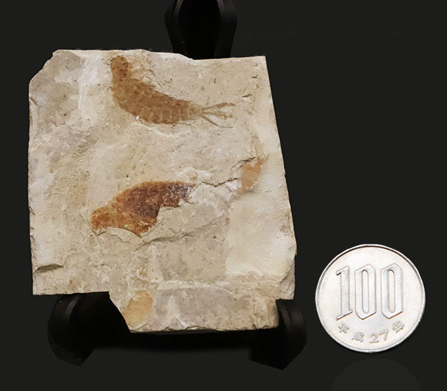 輪郭が明瞭に保存された、白亜紀前期のカゲロウの幼虫（Ephemeropsis）の化石（その7）