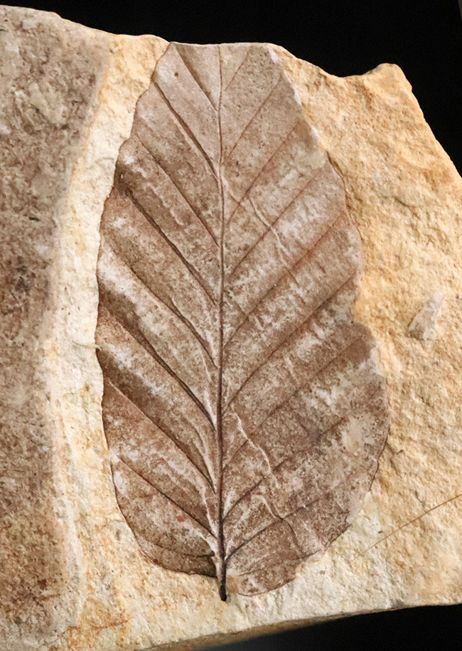 岩手県岩手郡雫石町・用ノ沢産……葉柄と葉脈がきれいに残された、木の葉の化石（その1）