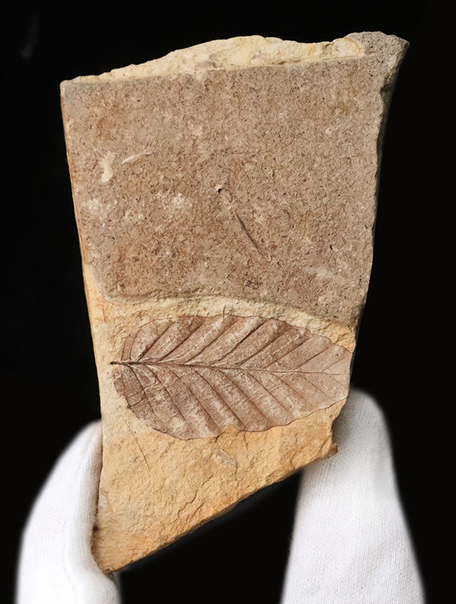 岩手県岩手郡雫石町・用ノ沢産……葉柄と葉脈がきれいに残された、木の葉の化石（その2）