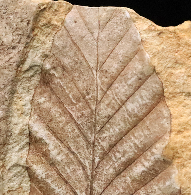 岩手県岩手郡雫石町・用ノ沢産……葉柄と葉脈がきれいに残された、木の葉の化石（その3）