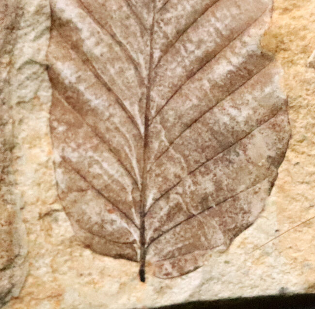 岩手県岩手郡雫石町・用ノ沢産……葉柄と葉脈がきれいに残された、木の葉の化石（その4）