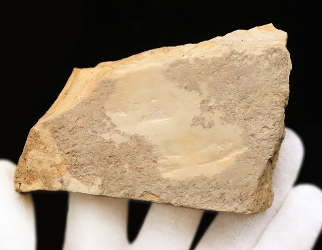 岩手県岩手郡雫石町・用ノ沢産……葉柄と葉脈がきれいに残された、木の葉の化石（その6）