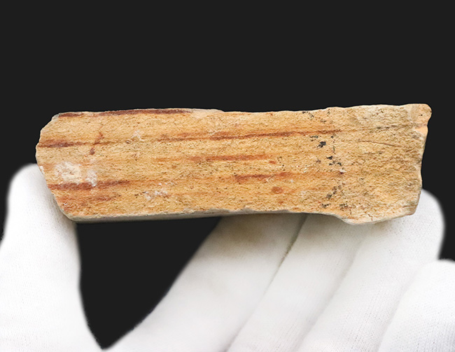 岩手県岩手郡雫石町・用ノ沢産……葉柄と葉脈がきれいに残された、木の葉の化石（その7）