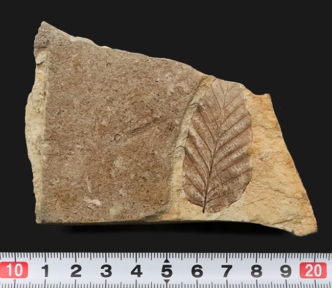 岩手県岩手郡雫石町・用ノ沢産……葉柄と葉脈がきれいに残された、木の葉の化石（その8）