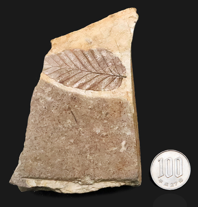 岩手県岩手郡雫石町・用ノ沢産……葉柄と葉脈がきれいに残された、木の葉の化石（その9）