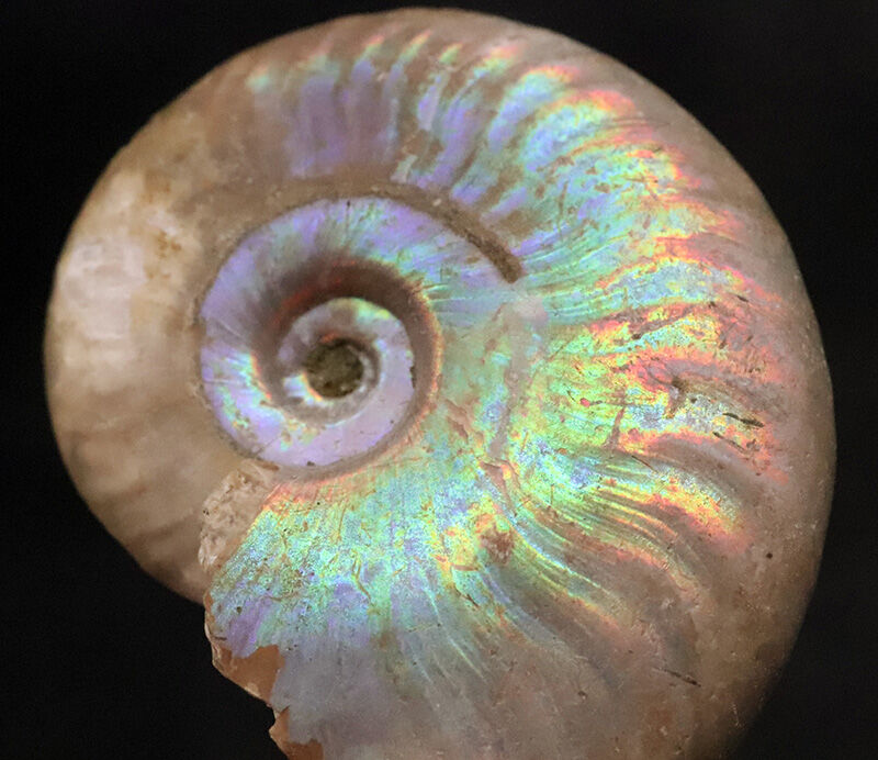 遊色アンモナイトのひとつの完成形！虹色を呈するマダガスカル産アンモナイト、クレオニセラス（Cleoniceras）（その2）