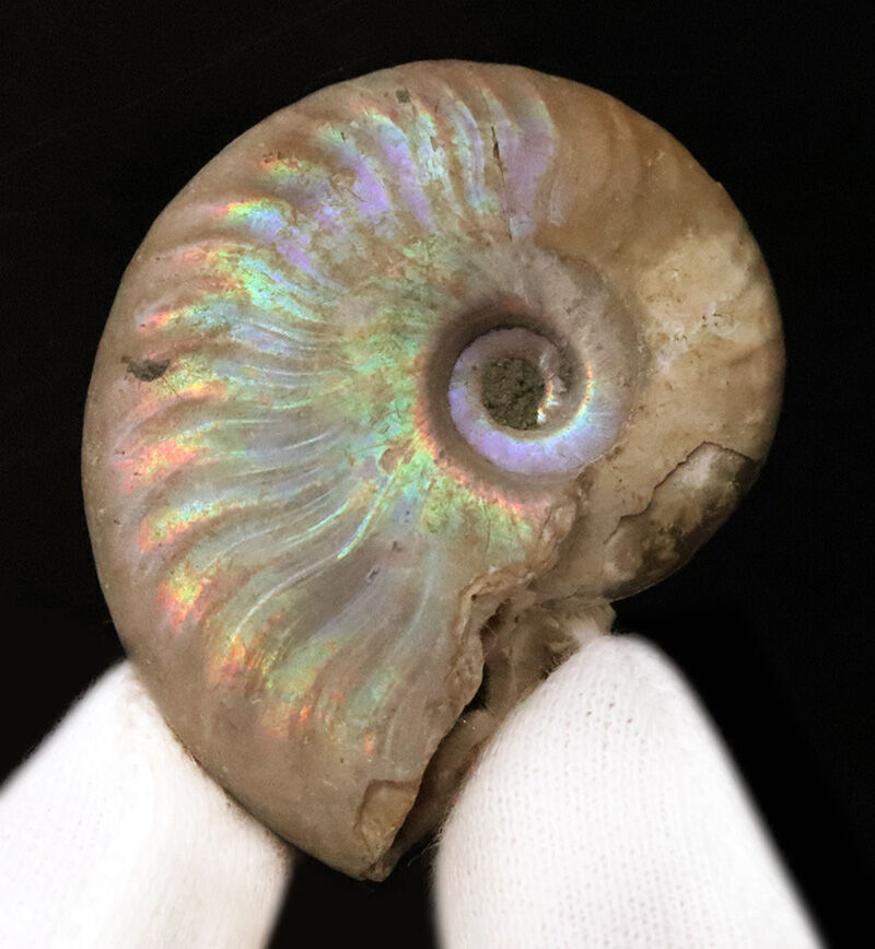 遊色アンモナイトのひとつの完成形！虹色を呈するマダガスカル産アンモナイト、クレオニセラス（Cleoniceras）（その3）