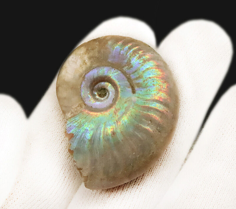 遊色アンモナイトのひとつの完成形！虹色を呈するマダガスカル産アンモナイト、クレオニセラス（Cleoniceras）（その4）