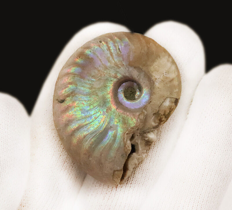 遊色アンモナイトのひとつの完成形！虹色を呈するマダガスカル産アンモナイト、クレオニセラス（Cleoniceras）（その5）