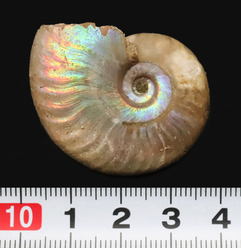 遊色アンモナイトのひとつの完成形！虹色を呈するマダガスカル産アンモナイト、クレオニセラス（Cleoniceras）（その7）