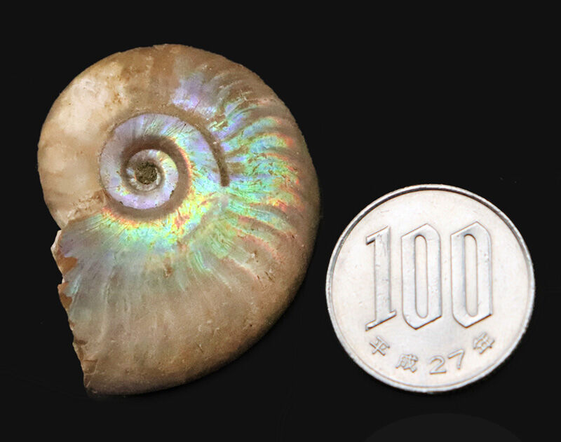 遊色アンモナイトのひとつの完成形！虹色を呈するマダガスカル産アンモナイト、クレオニセラス（Cleoniceras）（その8）
