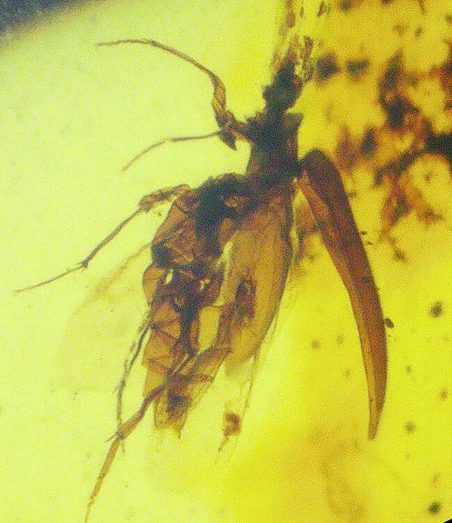 分厚く、それでいて高い透明度！印象的な1匹の虫を内包したバーマイト（Burmite）（その1）