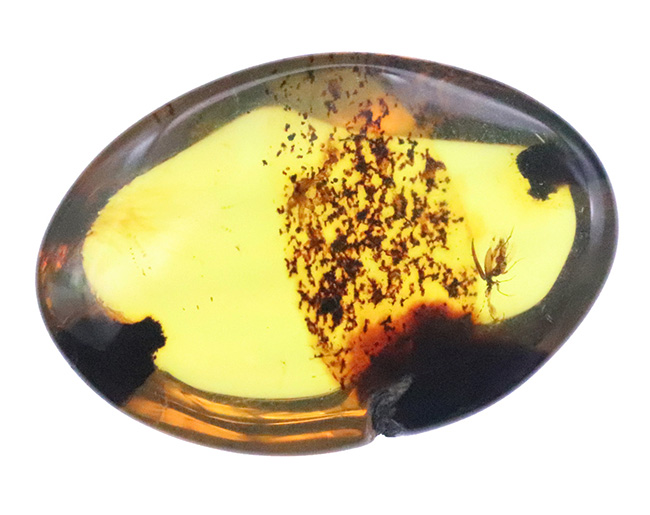 分厚く、それでいて高い透明度！印象的な1匹の虫を内包したバーマイト（Burmite）（その2）