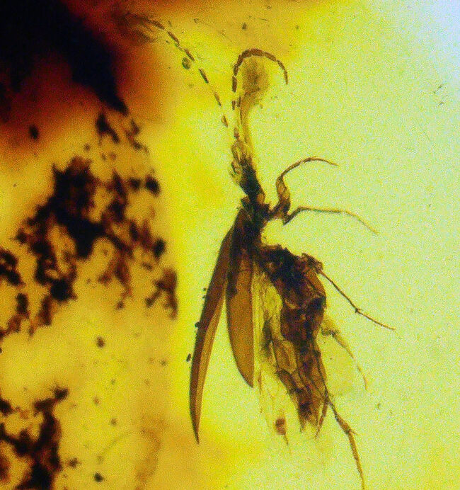 分厚く、それでいて高い透明度！印象的な1匹の虫を内包したバーマイト（Burmite）（その3）