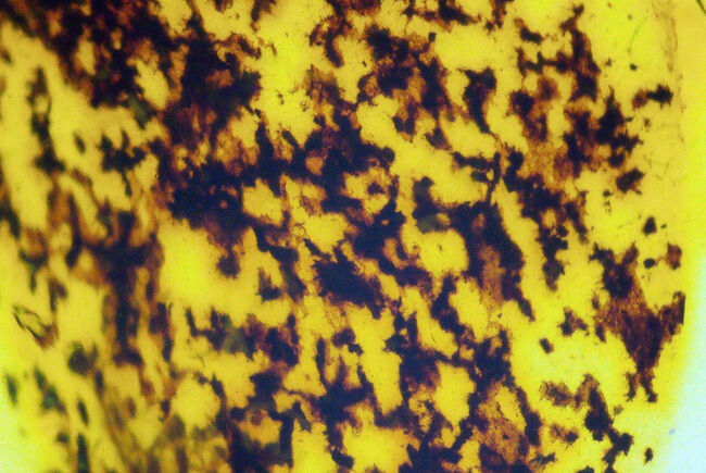 分厚く、それでいて高い透明度！印象的な1匹の虫を内包したバーマイト（Burmite）（その4）