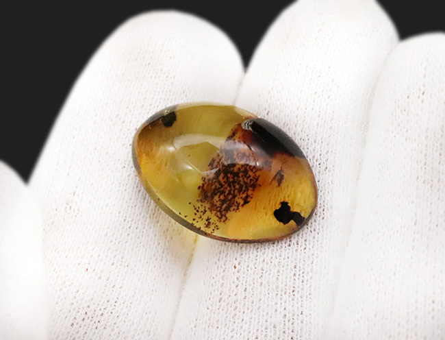 分厚く、それでいて高い透明度！印象的な1匹の虫を内包したバーマイト（Burmite）（その6）
