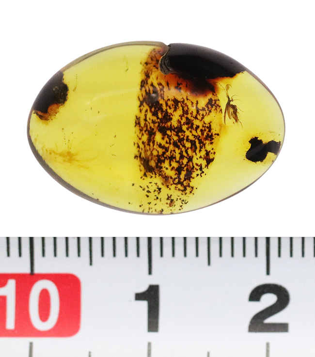 分厚く、それでいて高い透明度！印象的な1匹の虫を内包したバーマイト（Burmite）（その8）