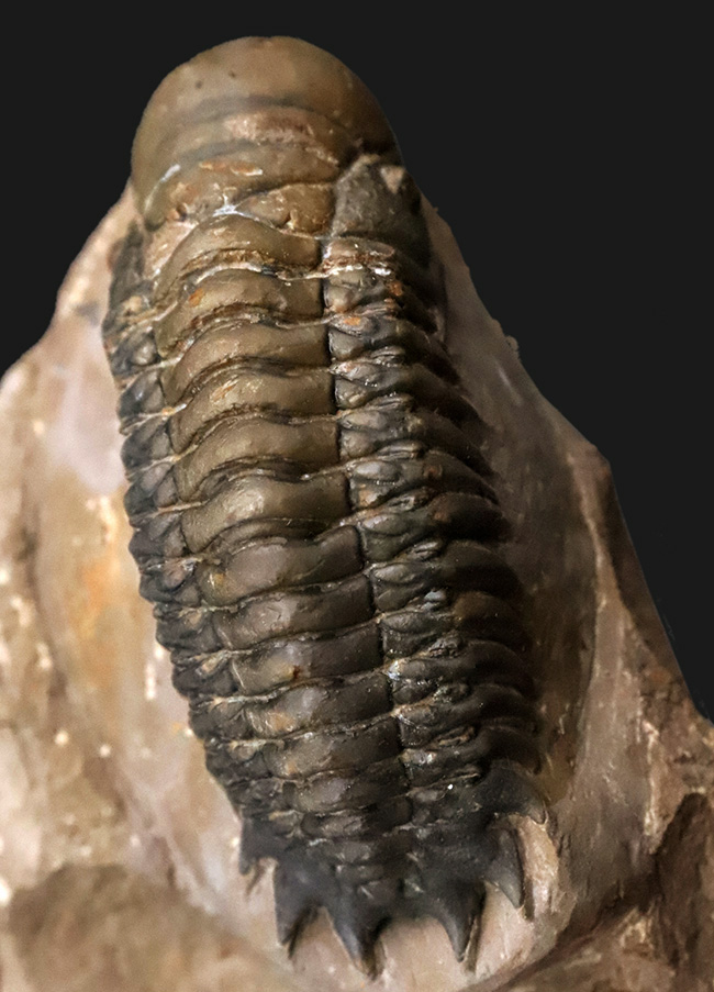 モロッコ・デボン紀層ハイクオリティ三葉虫シリーズ……保存状態・サイズともにハイクラス。実に見事なクロタロセファルス・ギブス（Crotalocephalus gibbus）（その2）