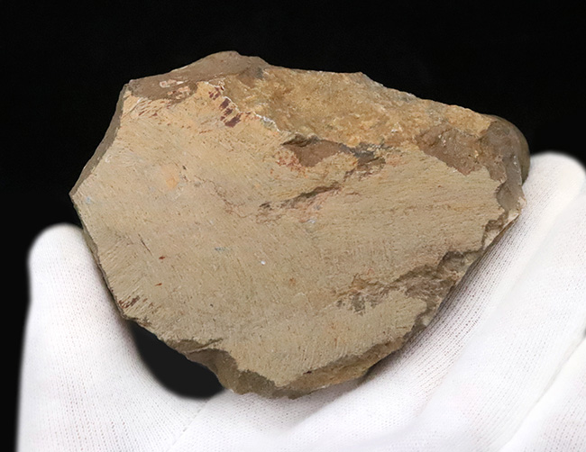 モロッコ・デボン紀層ハイクオリティ三葉虫シリーズ……保存状態・サイズともにハイクラス。実に見事なクロタロセファルス・ギブス（Crotalocephalus gibbus）（その6）