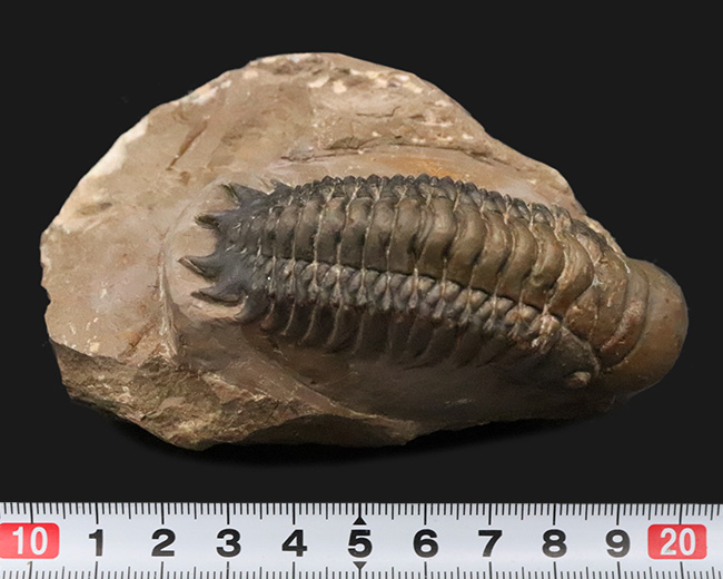 モロッコ・デボン紀層ハイクオリティ三葉虫シリーズ……保存状態・サイズともにハイクラス。実に見事なクロタロセファルス・ギブス（Crotalocephalus gibbus）（その8）