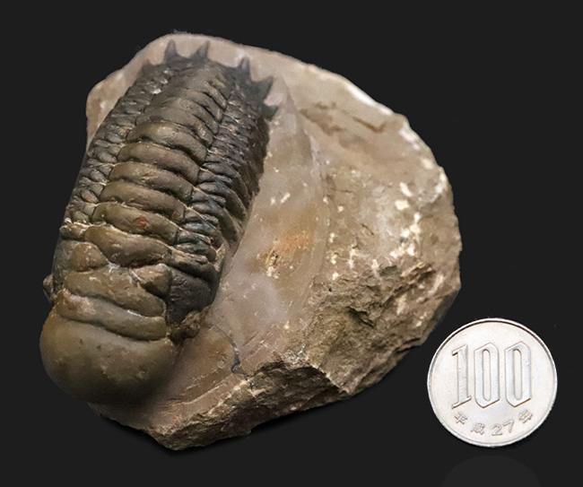 モロッコ・デボン紀層ハイクオリティ三葉虫シリーズ……保存状態・サイズともにハイクラス。実に見事なクロタロセファルス・ギブス（Crotalocephalus gibbus）（その9）