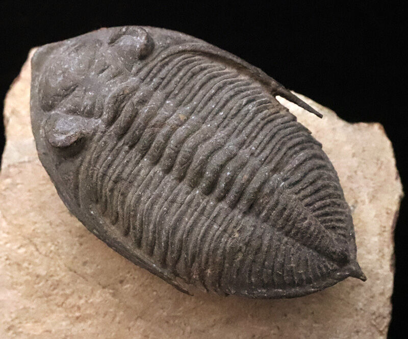ファコプス目の大人気三葉虫！デボン紀・魚類の時代を生き抜いた、鋭い『尾棘』を持つ海のディフェンダー、ズリコバスピス（Zlichovaspis）のハイクオリティ標本（その1）