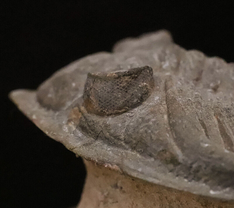 ファコプス目の大人気三葉虫！デボン紀・魚類の時代を生き抜いた、鋭い『尾棘』を持つ海のディフェンダー、ズリコバスピス（Zlichovaspis）のハイクオリティ標本（その10）